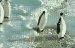 15.07.09 - Pingvinek illúzió