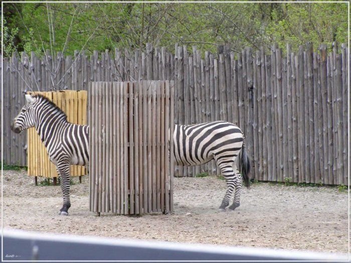 Zebra illúzió